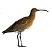 Kuovi